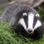 Badger [icon_resource_furs]