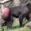 cu de macaco