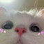 ѕɴeαĸy