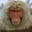kossaultra's avatar