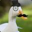 Sir Duck