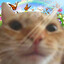 pyrokitty_