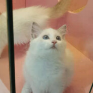 吃葡萄不吐皮儿