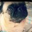 Pug