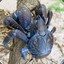 Coconut Crab