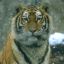 gatto