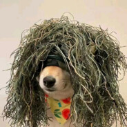 拖把沾屎谁碰谁死