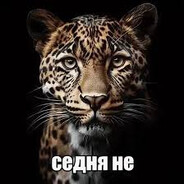 ТАСМАНСКАЯ ШВАБР