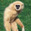 Gregarious Gibbon