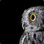 Owl Nexus