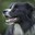 Protect Dog
