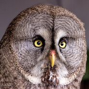 sova. - steam id 76561199660957135