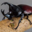 Rhinoceros Beetle (Real)