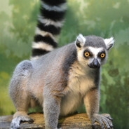 Looting Lemur