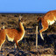 AlphaGuanaco