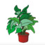 Plante