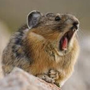 PluckyPika