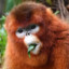 Golden Snub-Nosed Monkey