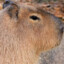 Capybara