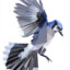 Bluejay