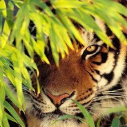 Amur-Tiger - steam id 76561197960672037