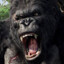[WILD DOGS] KONG