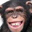 chimp