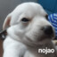nojao