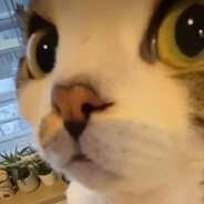 catgirlfailure