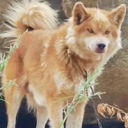 唐僧洗头用飘柔