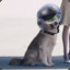 Captcatastrophe