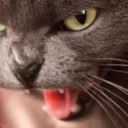 Бешеный Кот