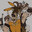 BillyGoat_
