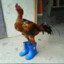 Galo de Bolas