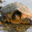 Chill Snapping Turtle