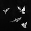 Aviate