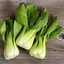 MrBokCHOY