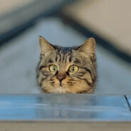 红鲤鱼与绿鲤鱼与铝