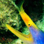 Rare Eel