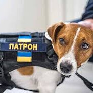 КОРОЛЬ ЗВЕРЕЙ ВСУ