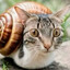 gato caracol