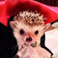 Aristocratic Hedgehog
