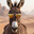 El Shaikh Phuck-FOHOCK-