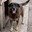 cachorro ovelha
