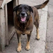 cachorro ovelha