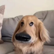 РОНАЛДУ АУРА