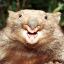 Angry Wombat