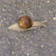 Snail