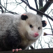 StinkyPossum