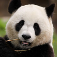 BSA-Bambus Björn Beutel